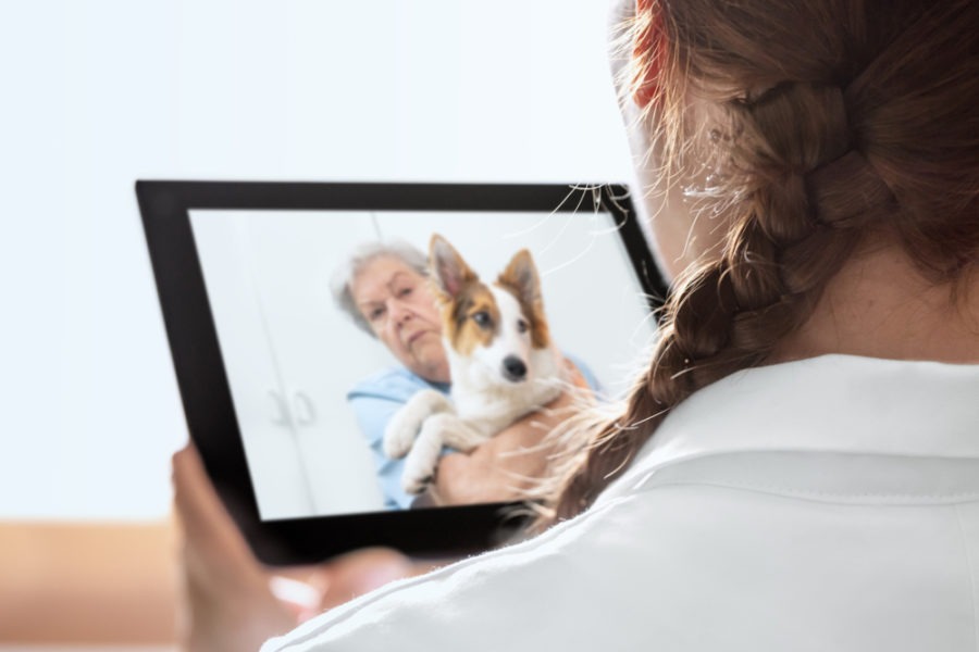 Telehealth: A Vet’s Solution for Busy Pet Owners